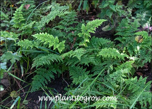 The new fronds have a lighter color.